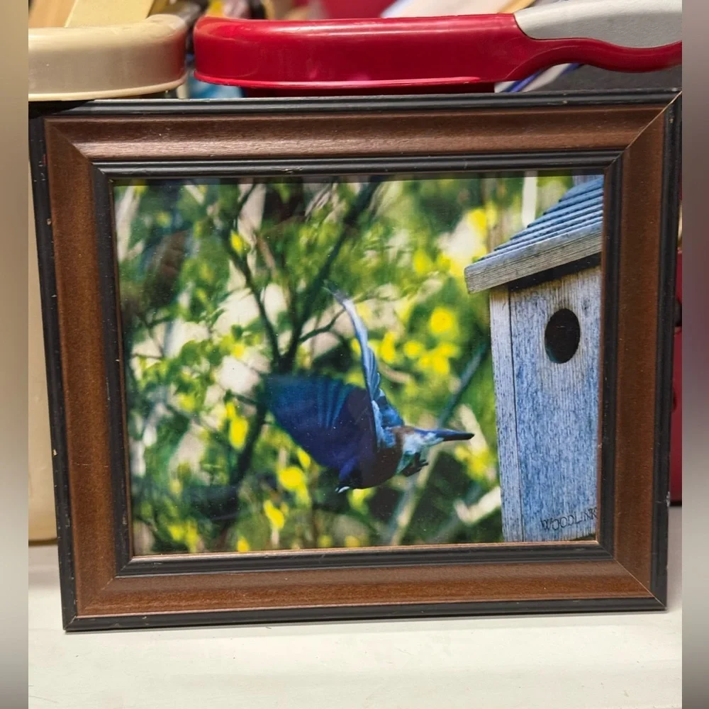 Blue hummingbird picture and picture‎ frame